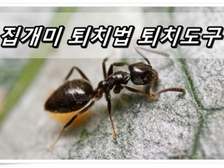 개미 퇴치법